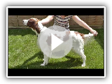 Vidéo de race de chien: Irlandais rouge et blanc Setter